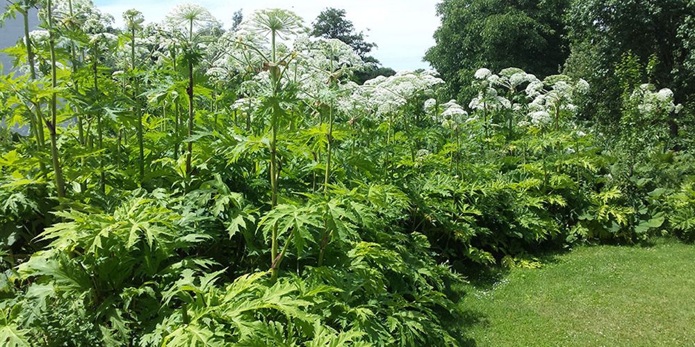 Schade door berenklauw