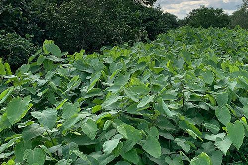 Exotenbestrijding is maatwerk