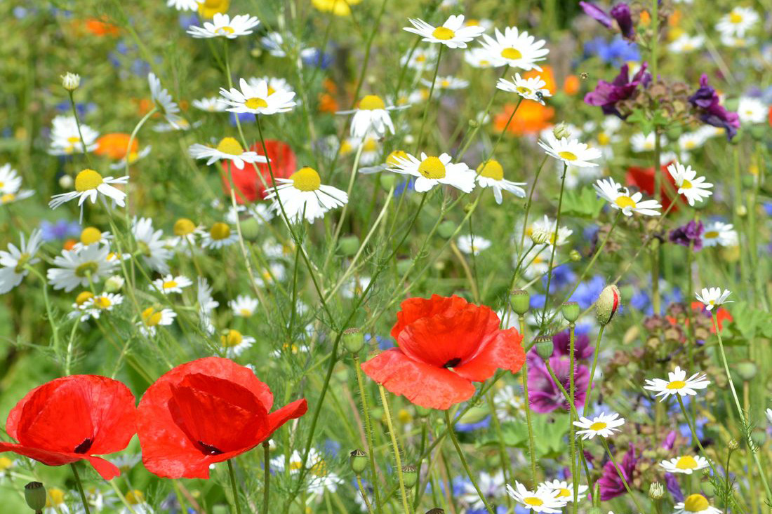 Inzaaien met een inheemse concurrent