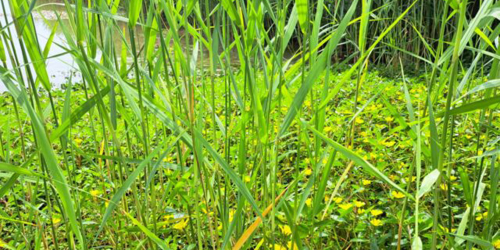 Waterteunisbloem