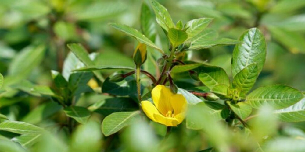 Waterteunisbloem