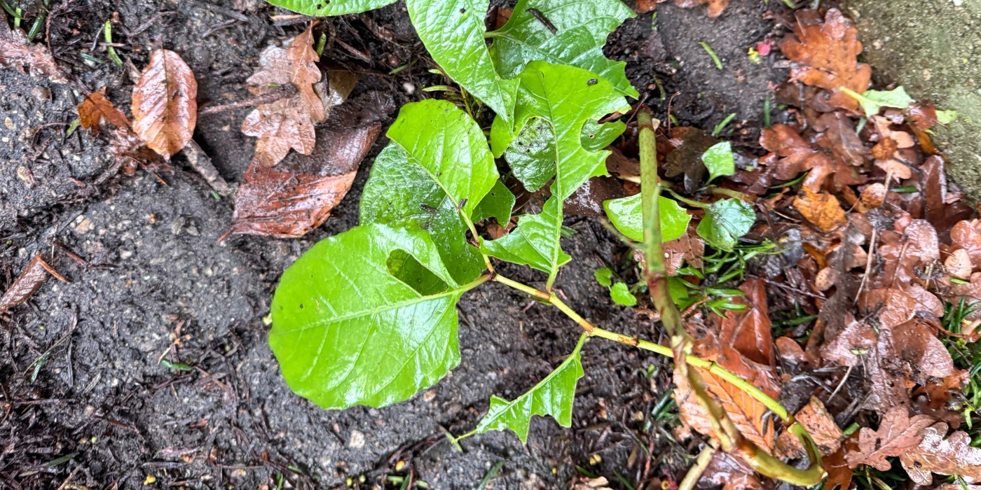 Japanse duizendknoop opkomend