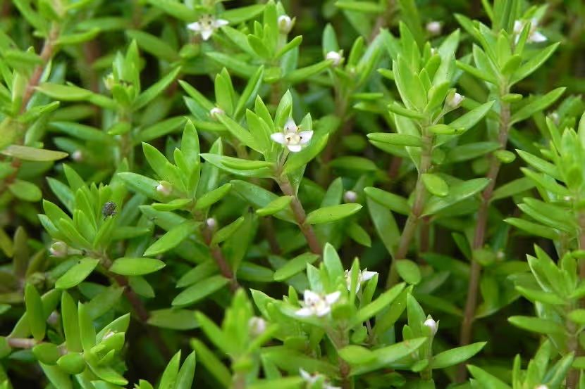 EU-verordening Weed Free Service watercrassula