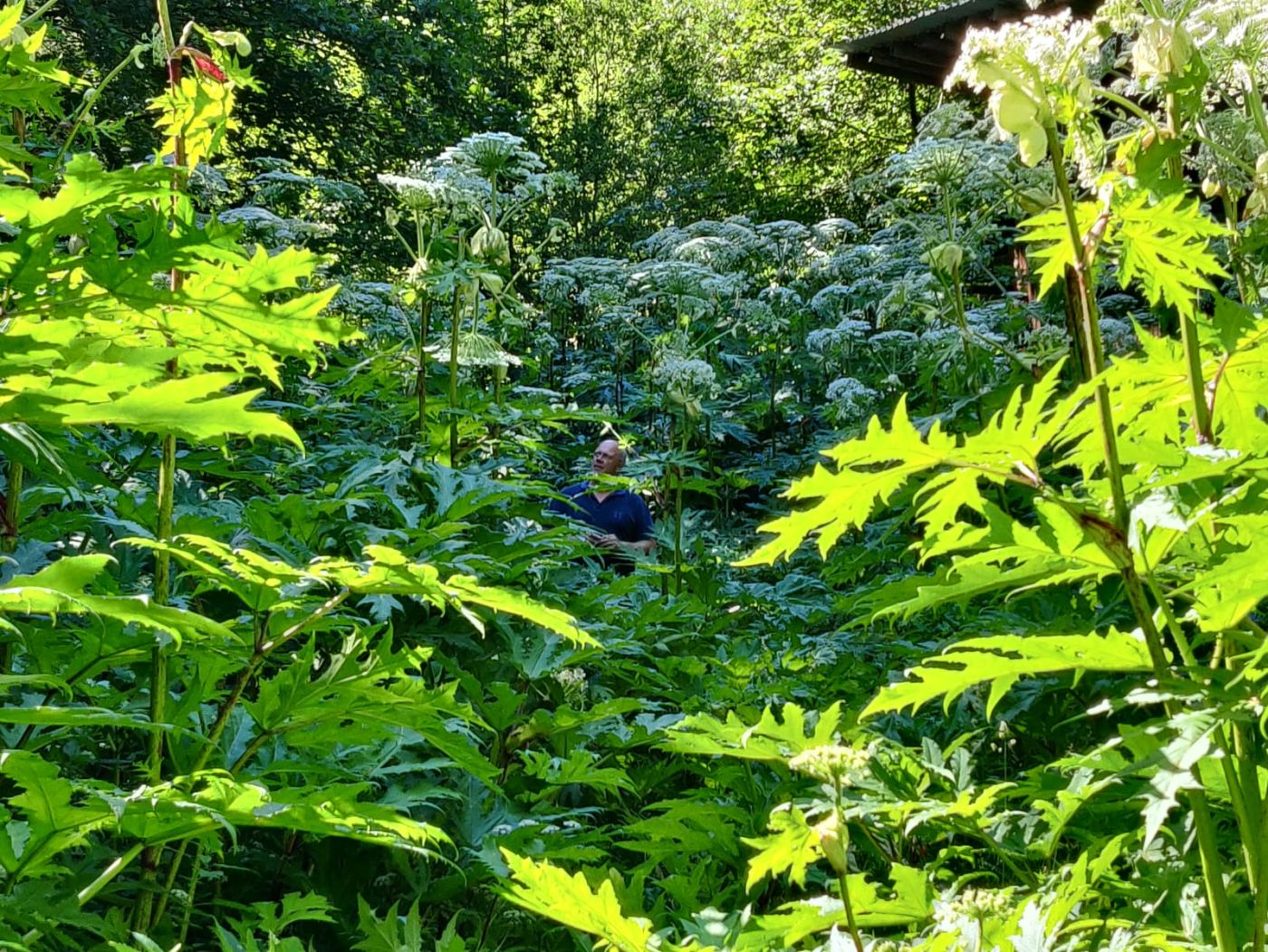 EU-verordening Weed Free Service