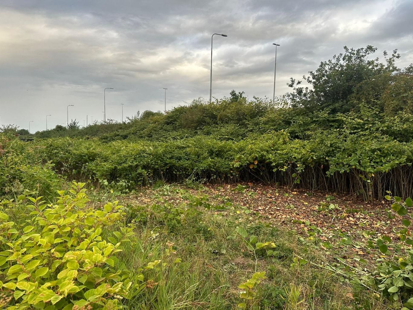 Maaien en afvoeren maaisel